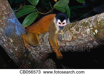 Stock Photo - red-backed squirrel 
monkey. fotosearch 
- search stock 
photos, pictures, 
images, and photo 
clipart