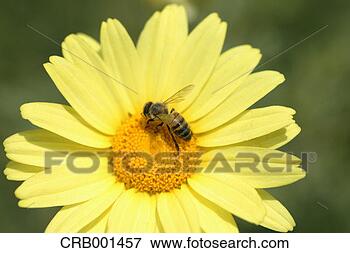 Picture - bee pollinating 
on yellow flower. 
fotosearch - search 
stock photos, 
pictures, images, 
and photo clipart