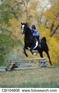 Stock Photo - horse and rider 
jumping over obstacle. 
fotosearch - search 
stock photos, 
pictures, images, 
and photo clipart