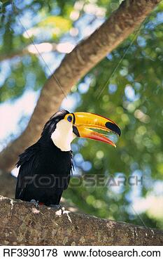 Stock Photo - toucan perching 
on tree branch. 
fotosearch - search 
stock photos, 
pictures, images, 
and photo clipart