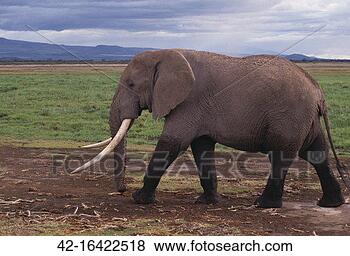 Stock Photo - adult elephant. 
fotosearch - search 
stock photos, 
pictures, images, 
and photo clipart
