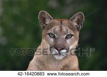 Stock Photo - cougar. fotosearch
- search stock
photos, pictures,
images, and photo
clipart