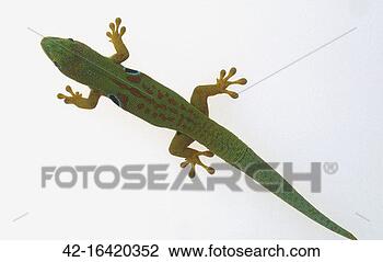 Stock Photo - giant day gecko. 
fotosearch - search 
stock photos, 
pictures, images, 
and photo clipart