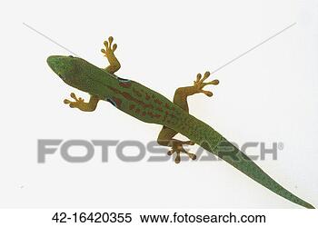 Stock Image - giant day gecko. 
fotosearch - search 
stock photos, 
pictures, images, 
and photo clipart