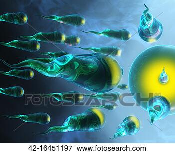 Picture - illustration of 
sperm heading 
towards egg. fotosearch 
- search stock 
photos, pictures, 
images, and photo 
clipart