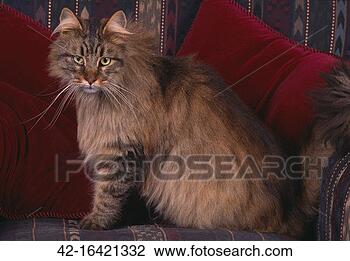 Stock Photo - maine coon cat 
on chair. fotosearch 
- search stock 
photos, pictures, 
images, and photo 
clipart