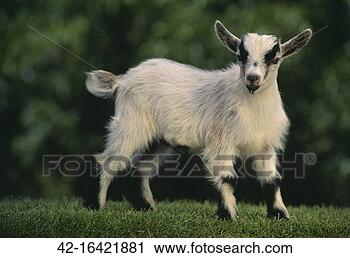 Stock Photography - pygmy goat. fotosearch 
- search stock 
photos, pictures, 
images, and photo 
clipart