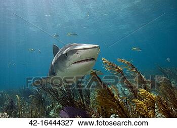 Picture - tiger shark in 
the bahamas. fotosearch 
- search stock 
photos, pictures, 
images, and photo 
clipart