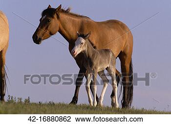 Stock Photo - spanish mustang 
foal and mother 
walking in meadow. 
fotosearch - search 
stock photos, 
pictures, images, 
and photo clipart