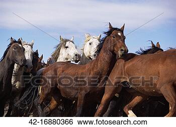 Stock Photo - wild mustangs 
running together. 
fotosearch - search 
stock photos, 
pictures, images, 
and photo clipart