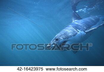 Stock Image - great white shark 
swimming. fotosearch 
- search stock 
photos, pictures, 
images, and photo 
clipart