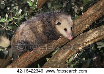 Stock Photo - virginia opossum 
in tree. fotosearch 
- search stock 
photos, pictures, 
images, and photo 
clipart