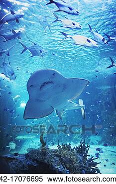 Stock Image - shark and fish 
at aquarium. fotosearch 
- search stock 
photos, pictures, 
images, and photo 
clipart
