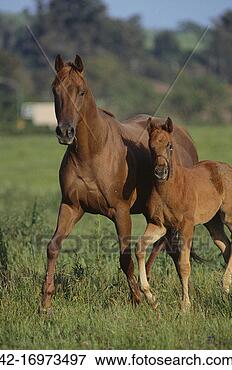 Picture - thoroughbred horse 
and colt. fotosearch 
- search stock 
photos, pictures, 
images, and photo 
clipart