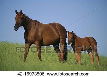 Stock Photo - thoroughbred horse 
and colt. fotosearch 
- search stock 
photos, pictures, 
images, and photo 
clipart
