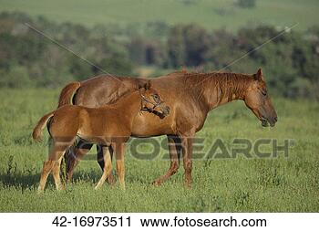 Stock Photography - thoroughbred horse 
and colt. fotosearch 
- search stock 
photos, pictures, 
images, and photo 
clipart