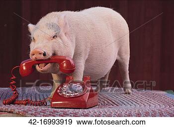 Stock Photograph - vietnamese pot-bellied  pig using telephone.  fotosearch - search  stock photos,  pictures, images,  and photo clipart