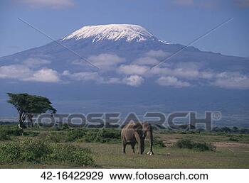 Stock Photograph - african elephant 
standing in front 
of mt kilimanjaro. 
fotosearch - search 
stock photos, 
pictures, images, 
and photo clipart