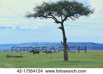 Stock Photo - black rhinoceros 
on the savanna. 
fotosearch - search 
stock photos, 
pictures, images, 
and photo clipart