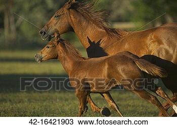 Stock Photo - quarter horse 
mare and colt. 
fotosearch - search 
stock photos, 
pictures, images, 
and photo clipart