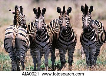 Stock Photography - herd of zebras. 
fotosearch - search 
stock photos, 
pictures, images, 
and photo clipart