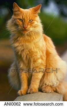 Sonnenstrahl | Sonne des Winters (in Abeit) Domestic-cat_~ANI0062