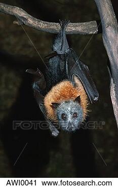 Stock Photography - fruit bat hanging 
from branch. fotosearch 
- search stock 
photos, pictures, 
images, and photo 
clipart