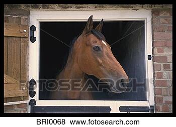 Stock Photo - horse looking 
out barn window. 
fotosearch - search 
stock photos, 
pictures, images, 
and photo clipart
