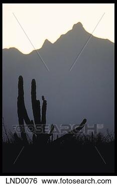 Stock Photo - cactus silhouetted 
against a pinnacle 
at dawn. fotosearch 
- search stock 
photos, pictures, 
images, and photo 
clipart