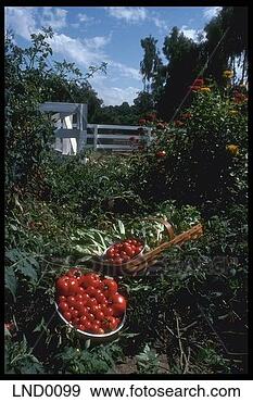 Stock Photograph - ripe tomatoes 
in garden. fotosearch 
- search stock 
photos, pictures, 
images, and photo 
clipart