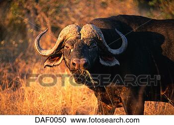 Stock Photography - african cape buffalo. 
fotosearch - search 
stock photos, 
pictures, images, 
and photo clipart