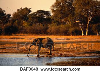 Stock Photo - elephant at water 
hole. fotosearch 
- search stock 
photos, pictures, 
images, and photo 
clipart
