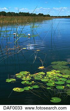 Stock Photo - lily pads on boteti 
river. fotosearch 
- search stock 
photos, pictures, 
images, and photo 
clipart