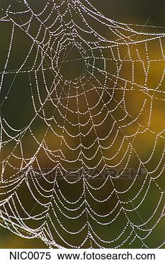 Stock Image - dew on spider 
web. fotosearch 
- search stock 
photos, pictures, 
images, and photo 
clipart