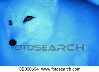 Stock Photo - arctic fox. fotosearch 
- search stock 
photos, pictures, 
images, and photo 
clipart