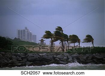 Picture - palm trees on 
beach being blown 
by hurricane andrew. 
fotosearch - search 
stock photos, 
pictures, images, 
and photo clipart