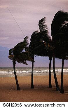 Stock Photo - palm trees in 
hurricane. fotosearch 
- search stock 
photos, pictures, 
images, and photo 
clipart