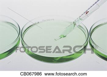 Stock Photo - petri dishes. 
fotosearch - search 
stock photos, 
pictures, images, 
and photo clipart