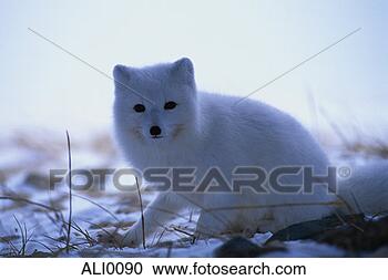 Stock Photography - animals, blue 
fox, arctic foxes, 
alopex lagopus. 
fotosearch - search 
stock photos, 
pictures, images, 
and photo clipart