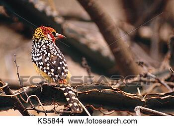 Stock Photo - red, africa, mammal, 
bird, animal, 
animals - wildlife. 
fotosearch - search 
stock photos, 
pictures, images, 
and photo clipart