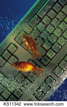 Stock Photo - computer input, 
computer, fish, 
goldfish, industry, 
key. fotosearch 
- search stock 
photos, pictures, 
images, and photo 
clipart