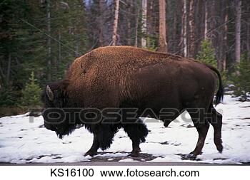 Stock Photography - wild west, animal, 
bison, buffalo, 
power, powerful. 
fotosearch - search 
stock photos, 
pictures, images, 
and photo clipart