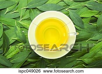 Stock Photo - a cup of tea with 
fresh tea leaves 
on the background. 
fotosearch - search 
stock photos, 
pictures, images, 
and photo clipart