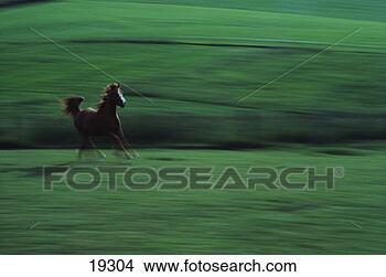Stock Photo - arabian horse 
running. fotosearch 
- search stock 
photos, pictures, 
images, and photo 
clipart