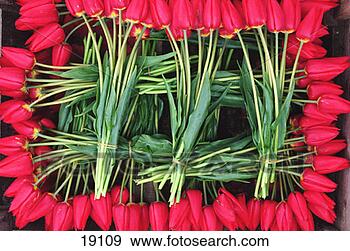Stock Photograph - tulips in woven 
pattern. fotosearch 
- search stock 
photos, pictures, 
images, and photo 
clipart