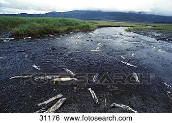 Stock Photo - spawned salmon. 
fotosearch - search 
stock photos, 
pictures, images, 
and photo clipart