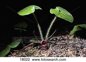 Stock Photo - long tailed ginger 
plant. fotosearch 
- search stock 
photos, pictures, 
images, and photo 
clipart