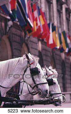 Stock Photo - horses and flags 
in vienna, austria. 
fotosearch - search 
stock photos, 
pictures, images, 
and photo clipart