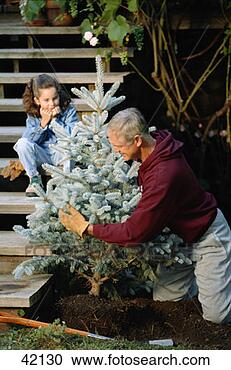 Stock Photography - grandfather planting 
christmas tree. 
fotosearch - search 
stock photos, 
pictures, images, 
and photo clipart