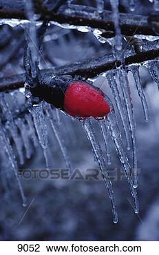 Stock Photo - frozen outdoor 
christmas light. 
fotosearch - search 
stock photos, 
pictures, images, 
and photo clipart